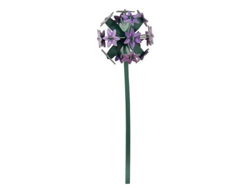 Allium XL.