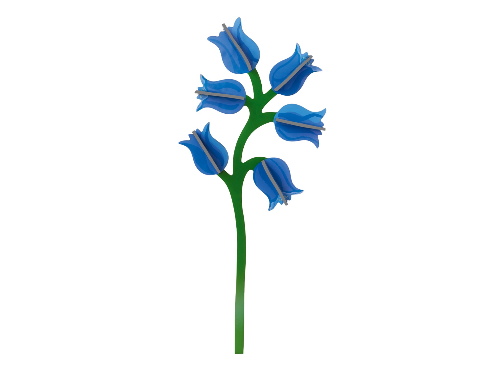Campanula XL.