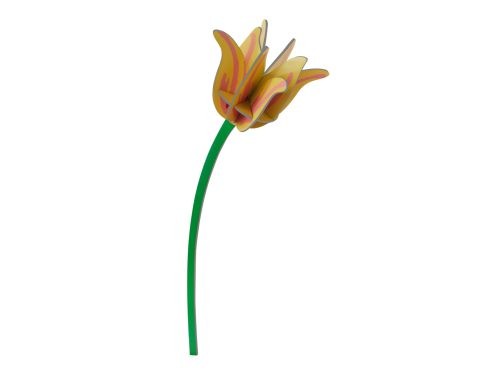 Tulp geel XL.