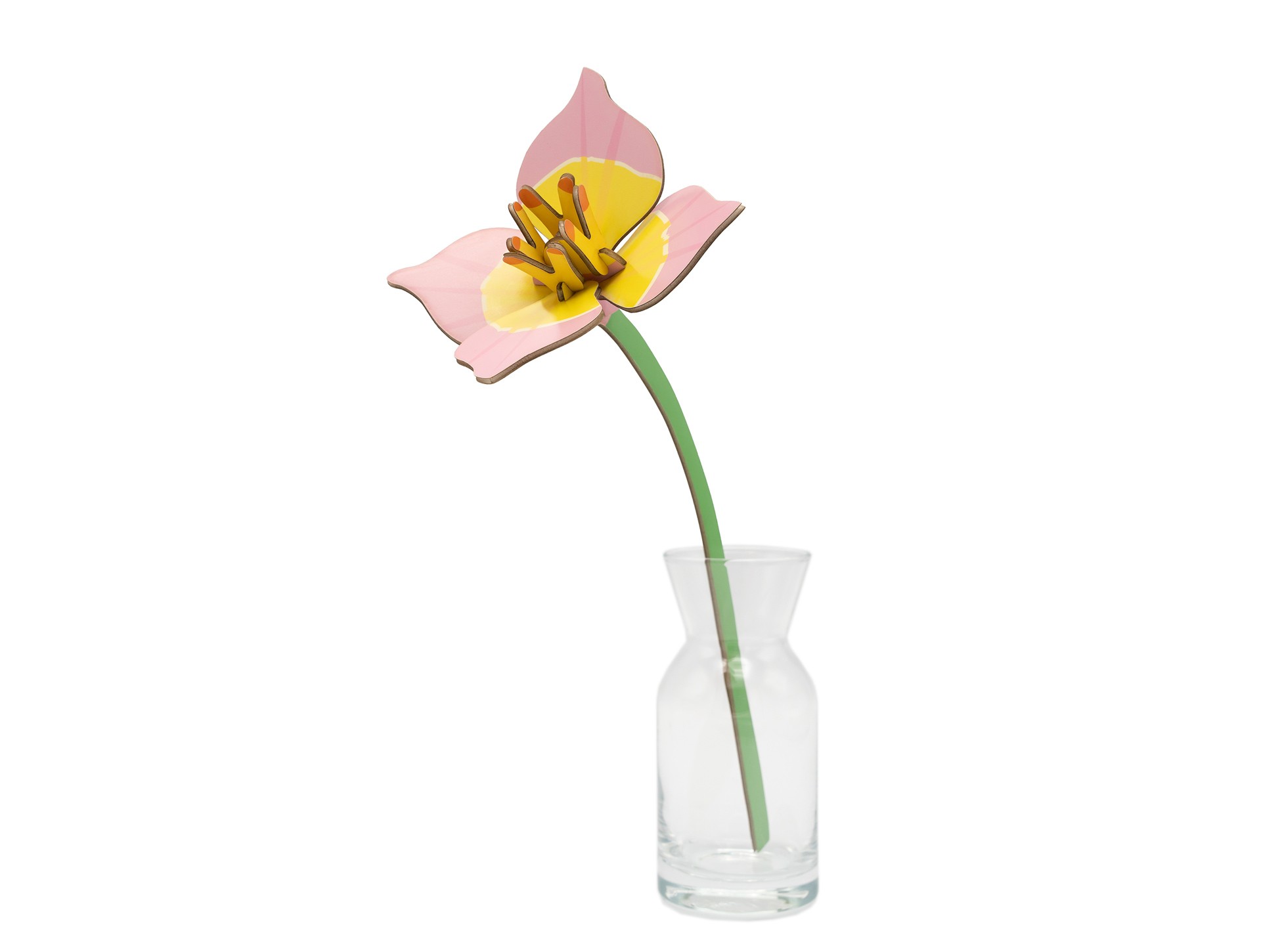 Blushing Tulp.