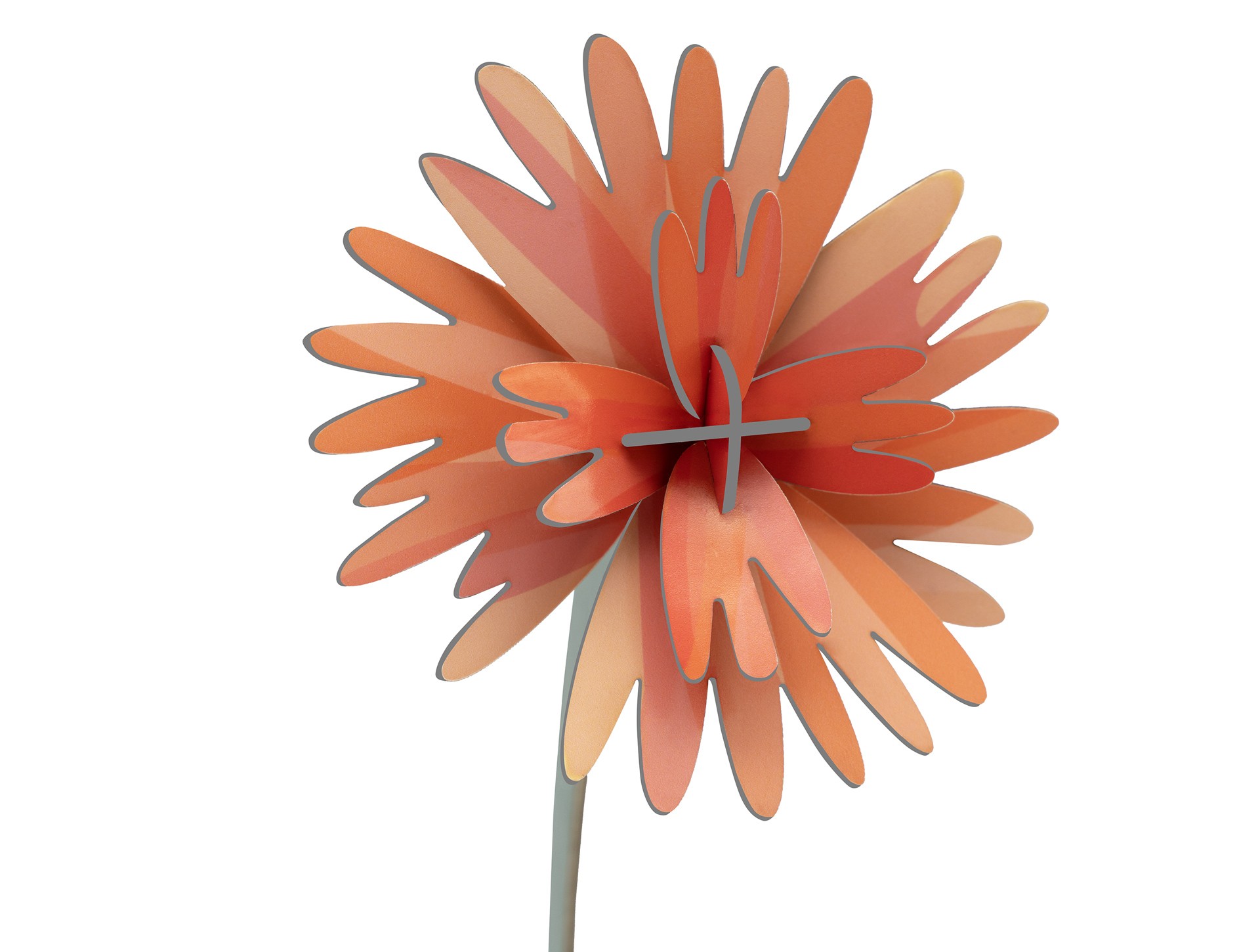 Oranje Dahlia